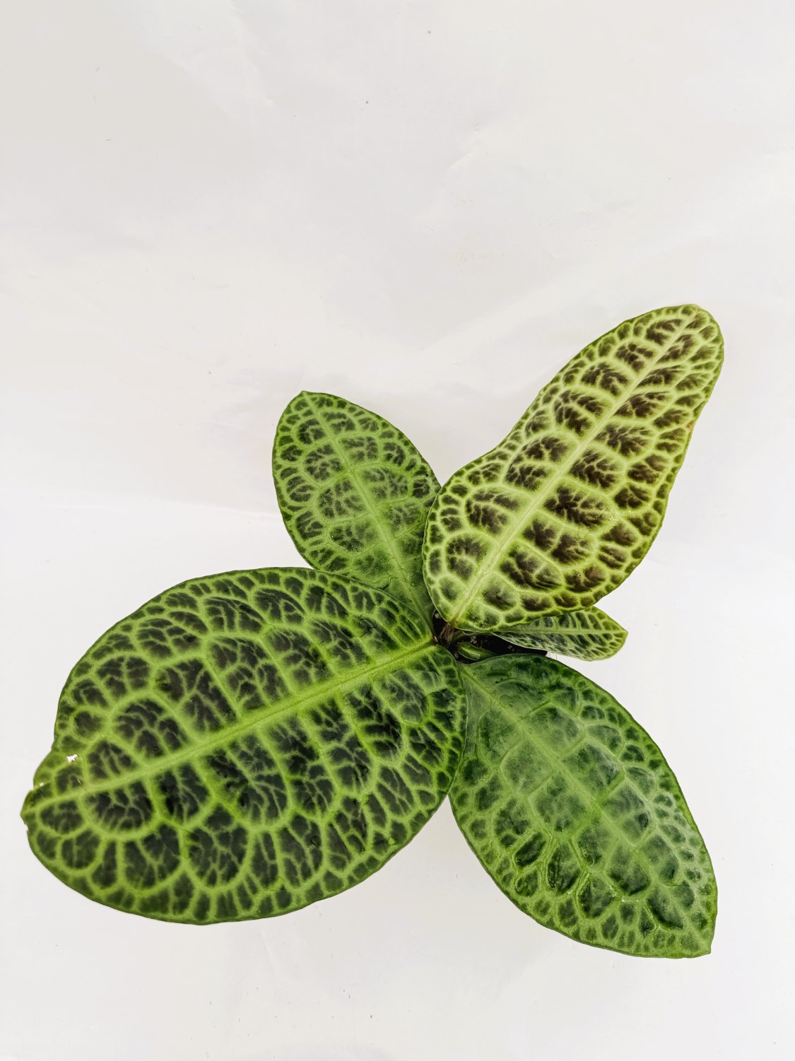 Ardisia_sp_turtle_back