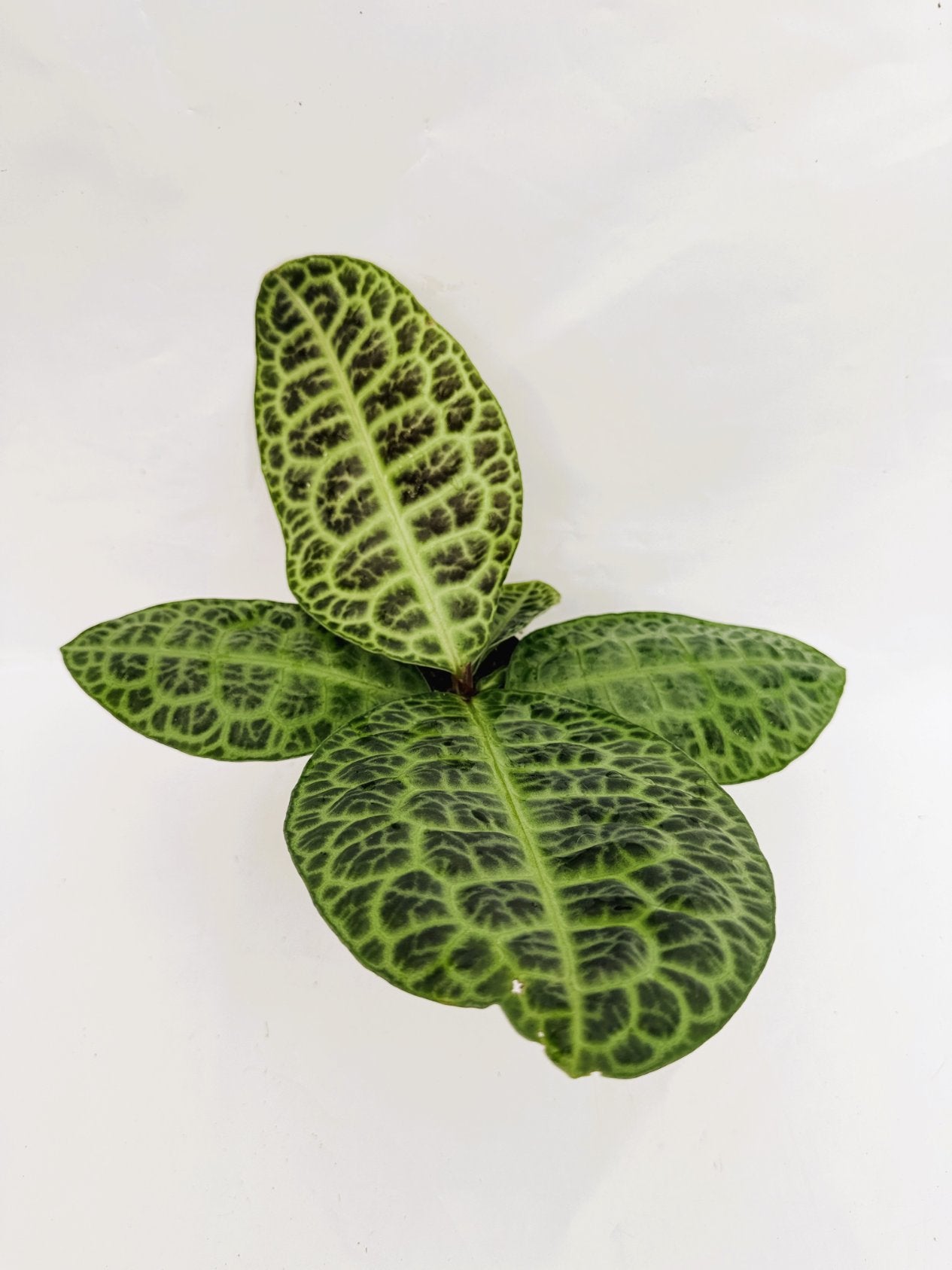 Ardisia_sp_turtle_back