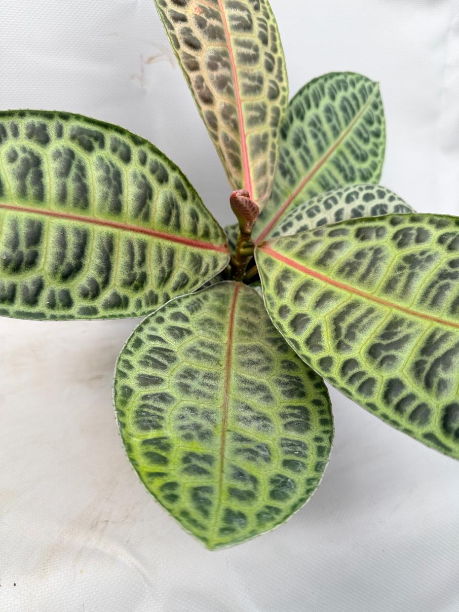 Ardisia sp. Turtle back XL  10