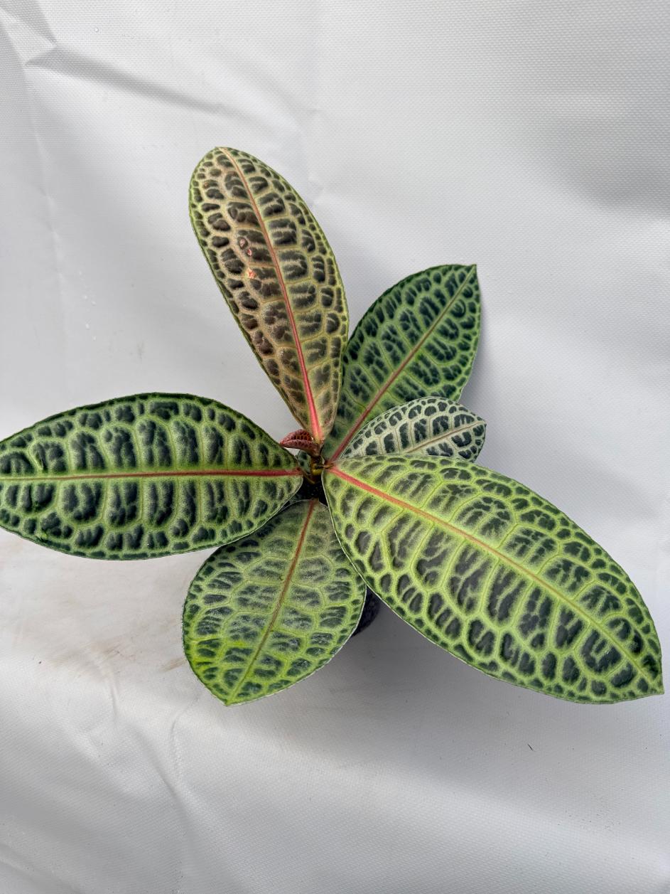 Ardisia sp. Turtle back XL  6