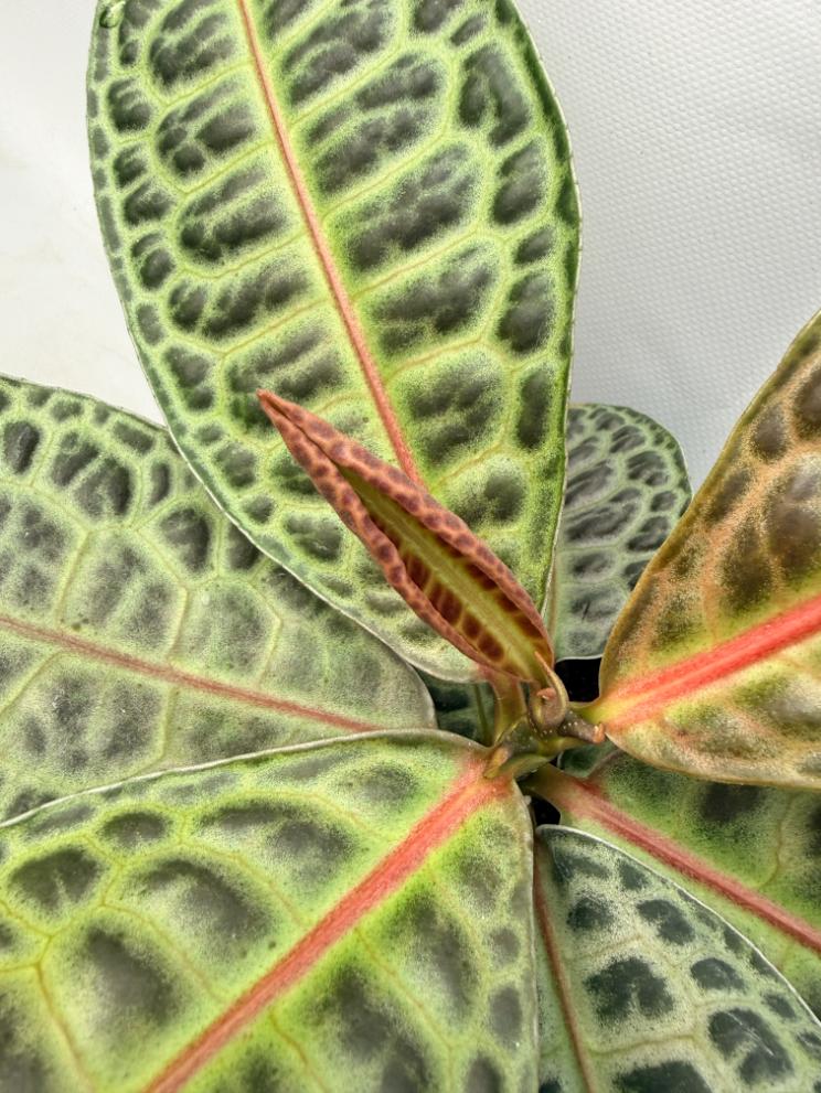 Ardisia sp. Turtle back XL  4