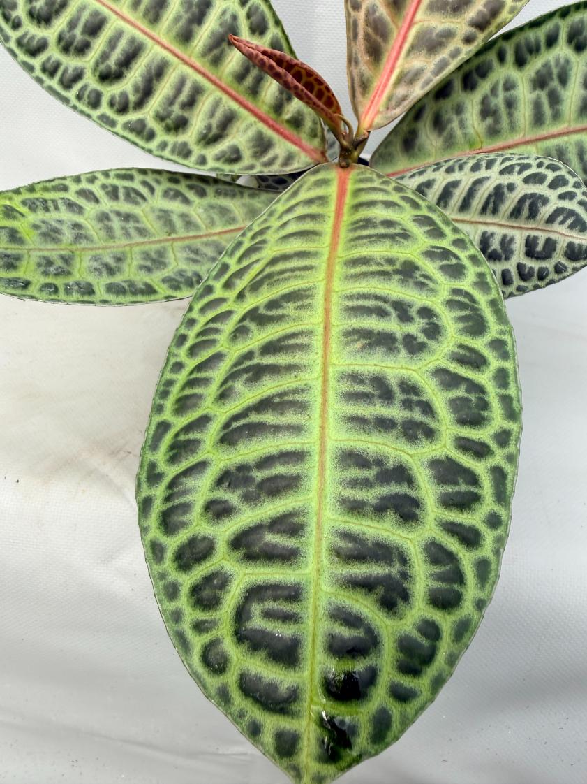 Ardisia sp. Turtle back XL  7