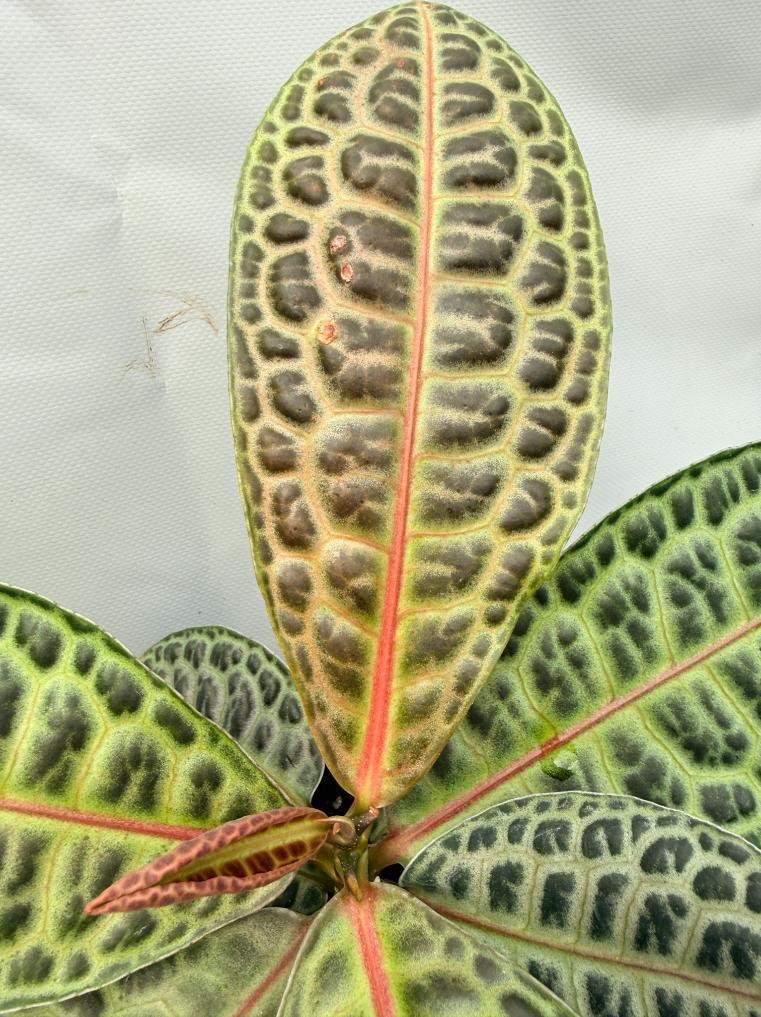 Ardisia sp. Turtle back XL  5