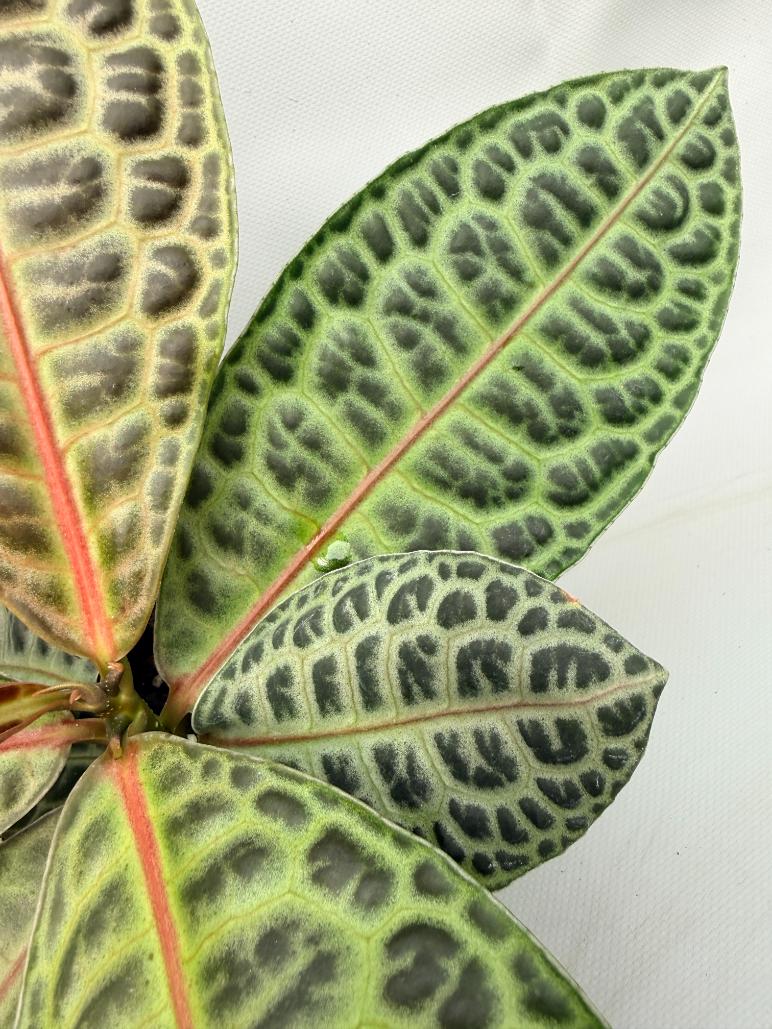 Ardisia sp. Turtle back XL  8