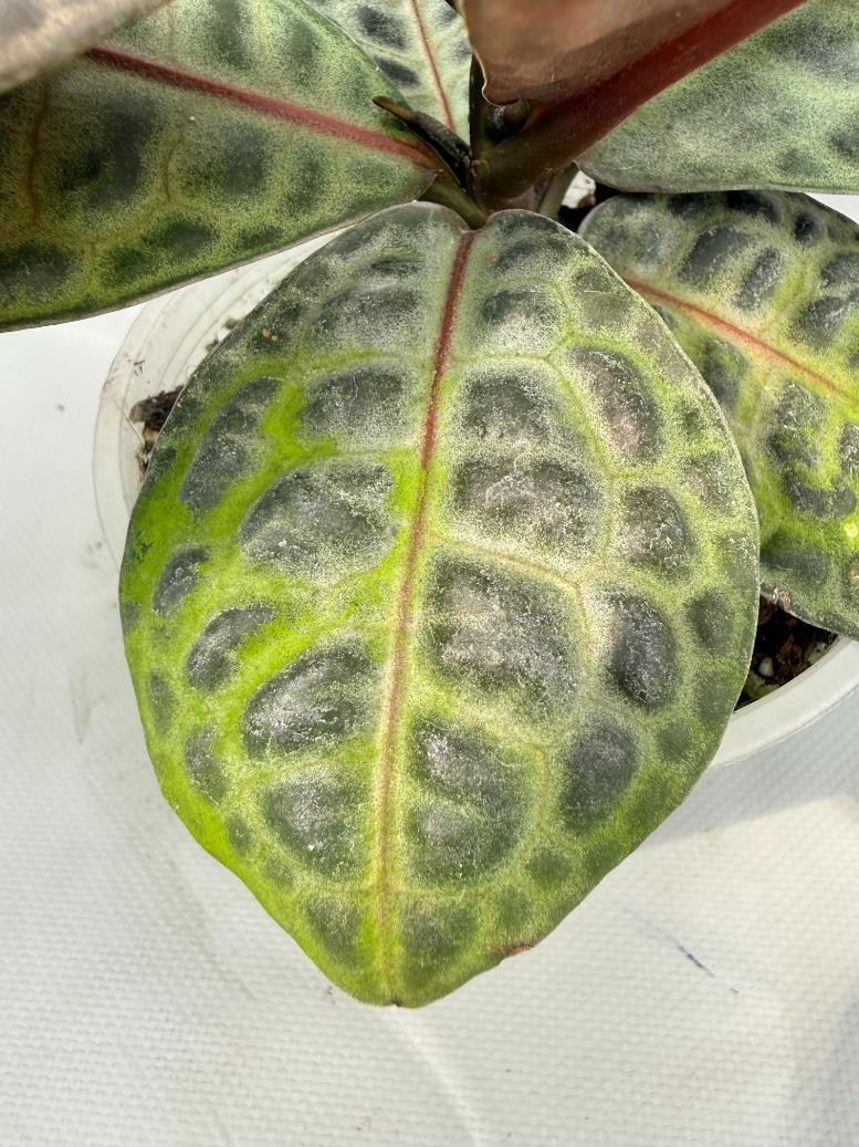 Ardisia sp. Turtle back XL