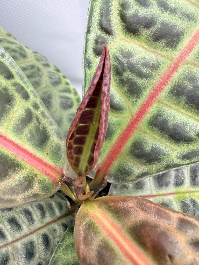 Ardisia sp. Turtle back XL