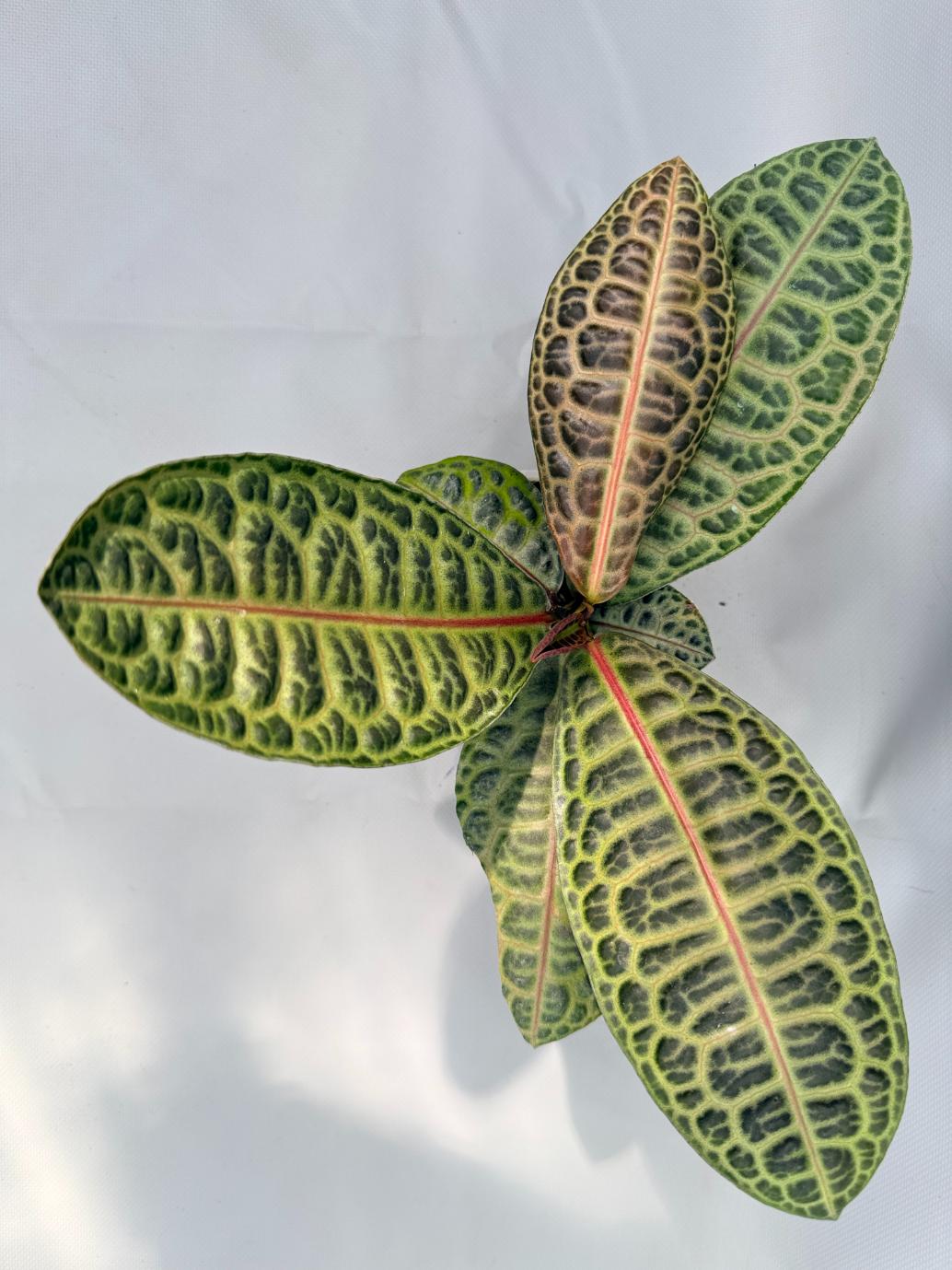 Ardisia sp. Turtle back XL