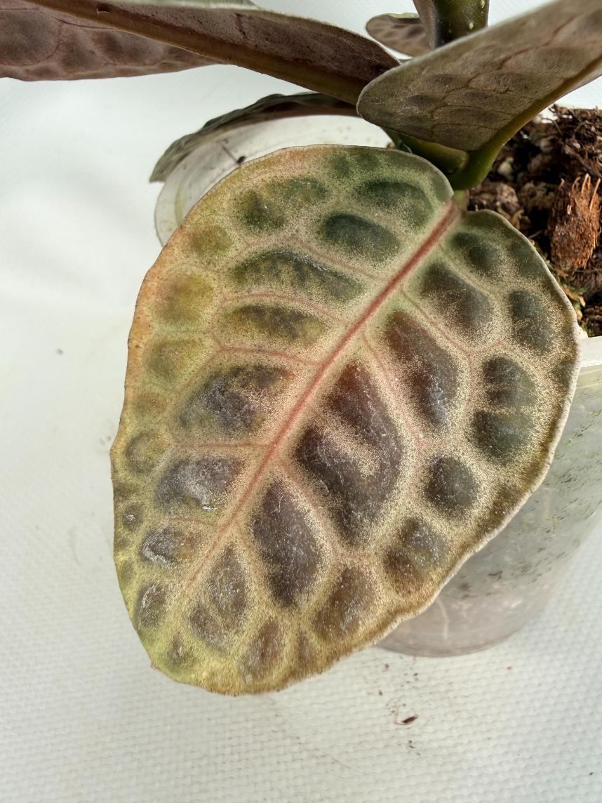 Ardisia sp. Turtle back XL