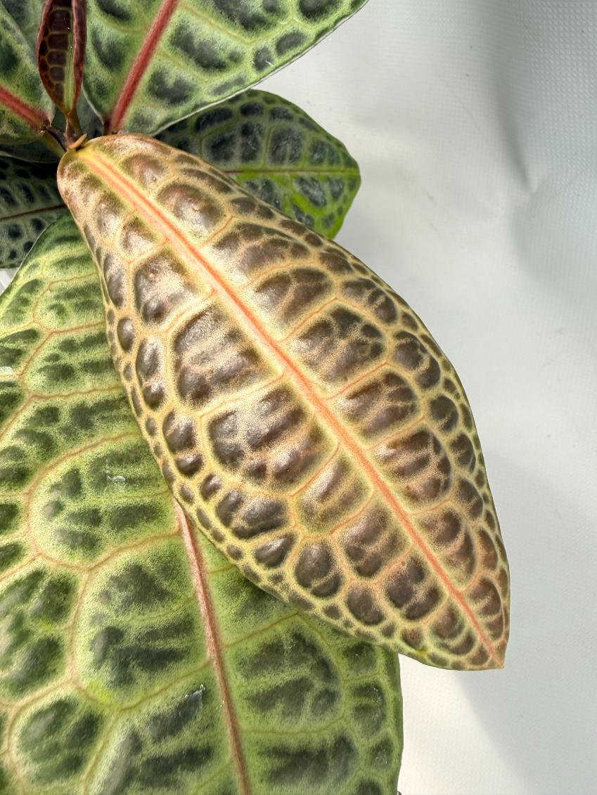 Ardisia sp. Turtle back XL