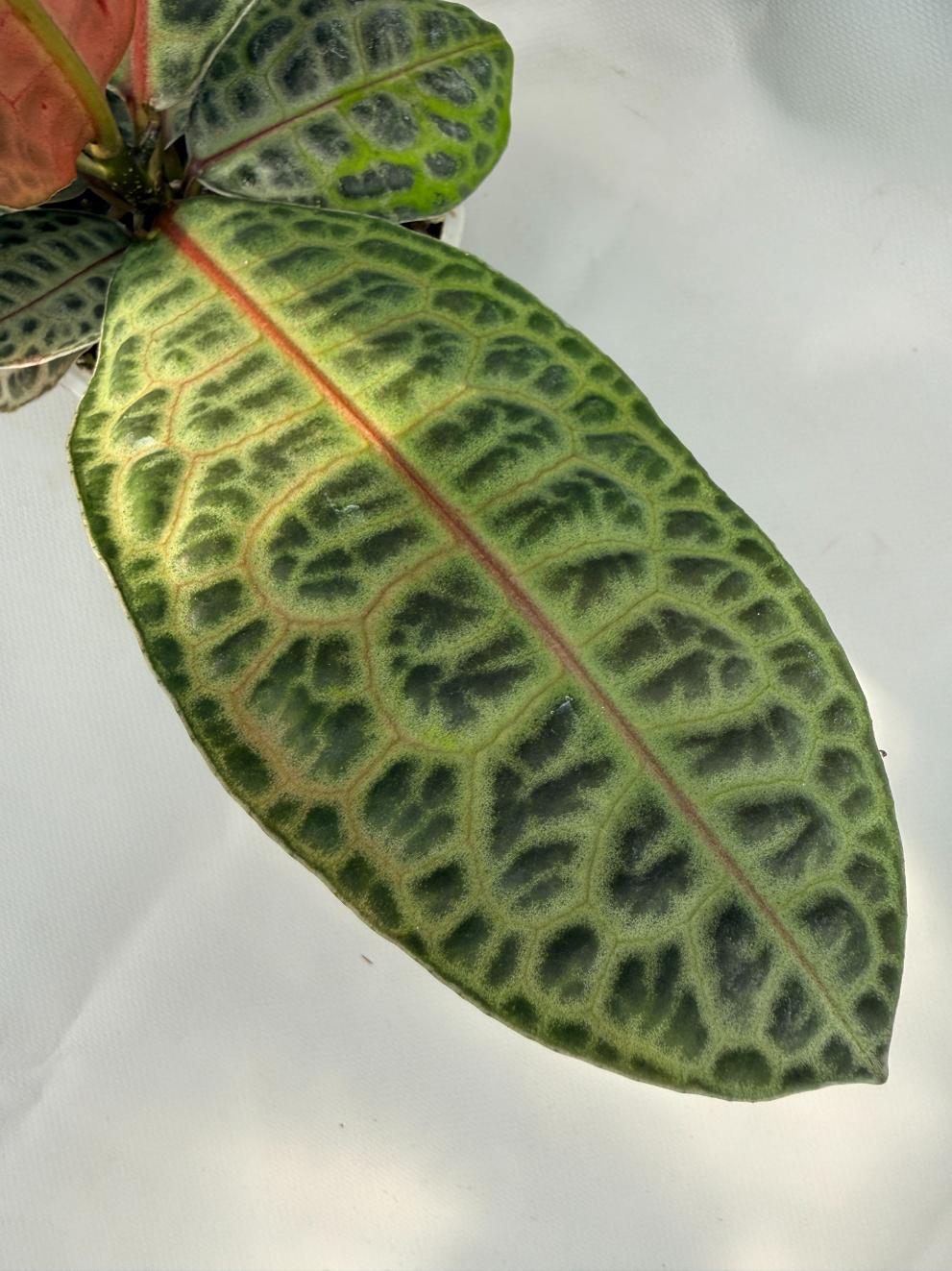 Ardisia sp. Turtle back XL