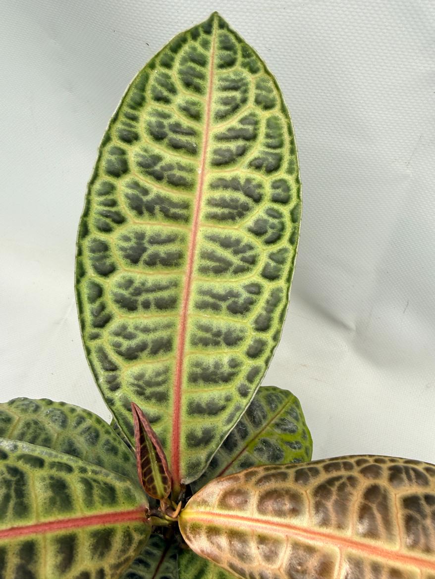 Ardisia sp. Turtle back XL
