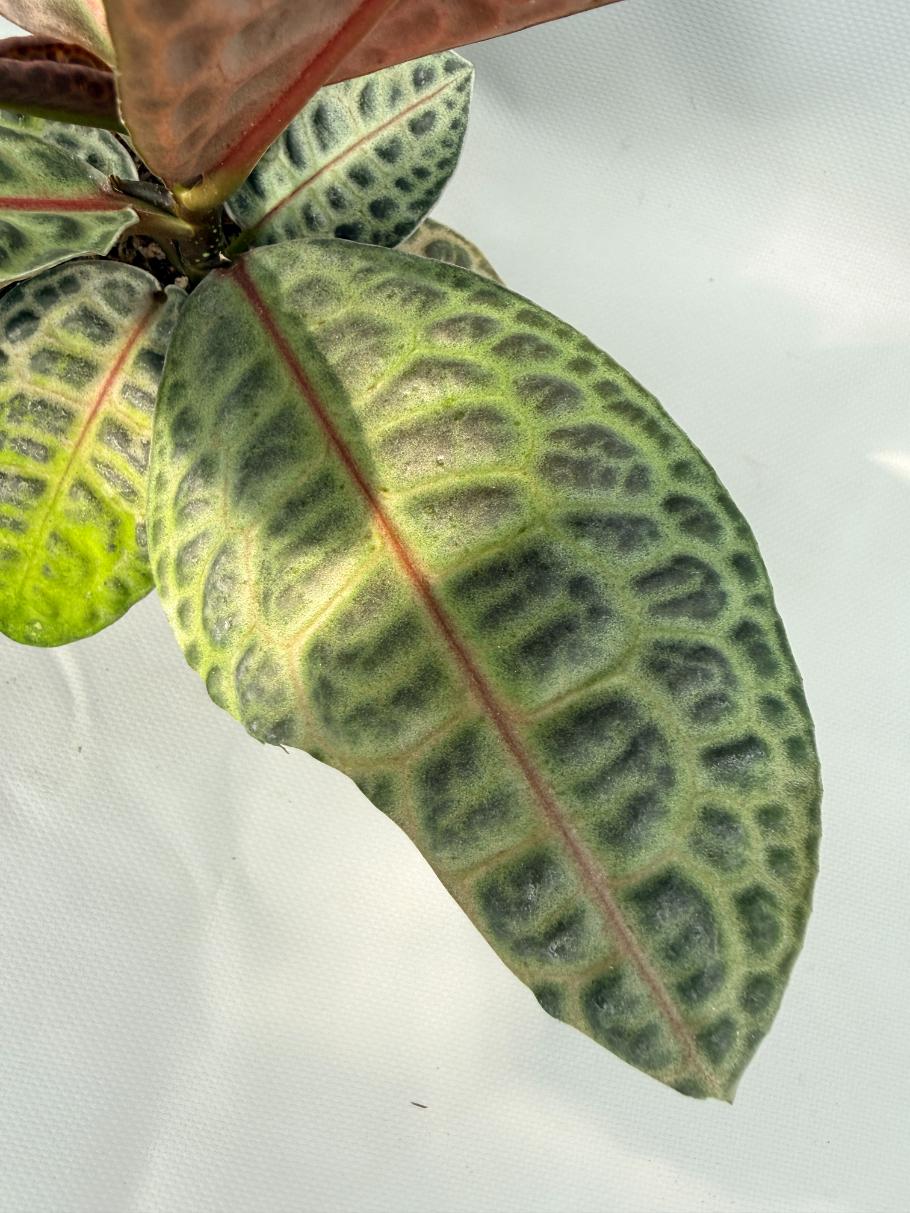 Ardisia sp. Turtle back XL