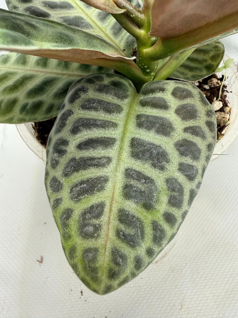 Ardisia sp. Turtle back XL