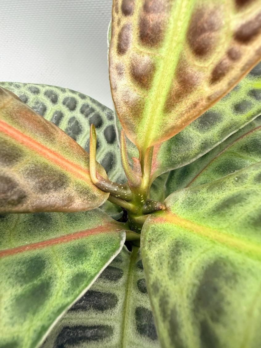 Ardisia sp. Turtle back XL