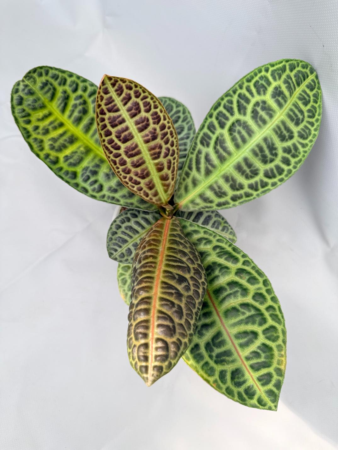 Ardisia sp. Turtle back XL