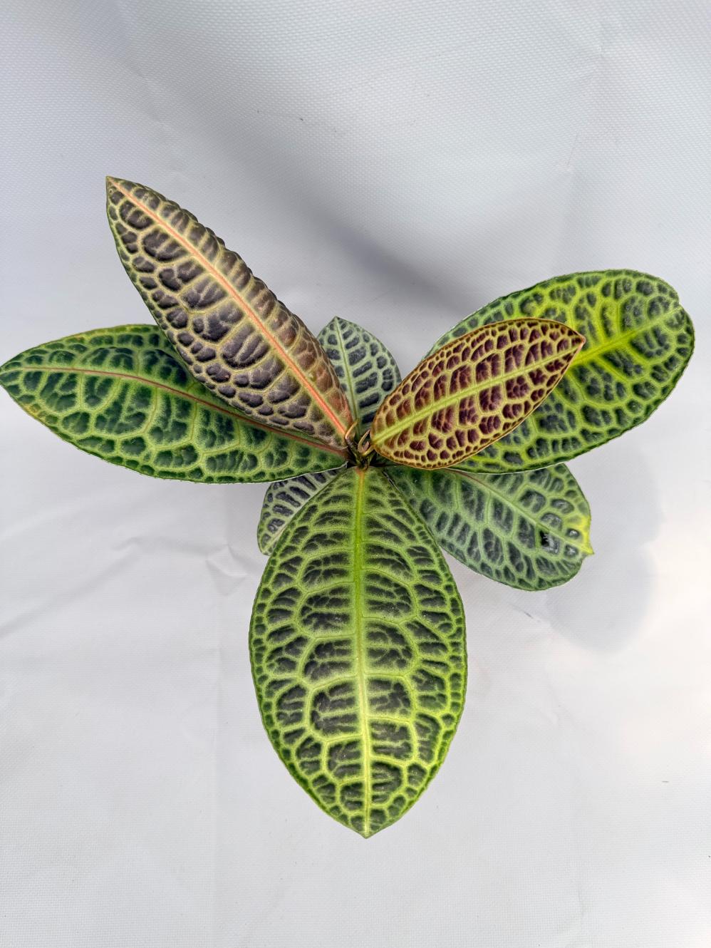 Ardisia sp. Turtle back XL