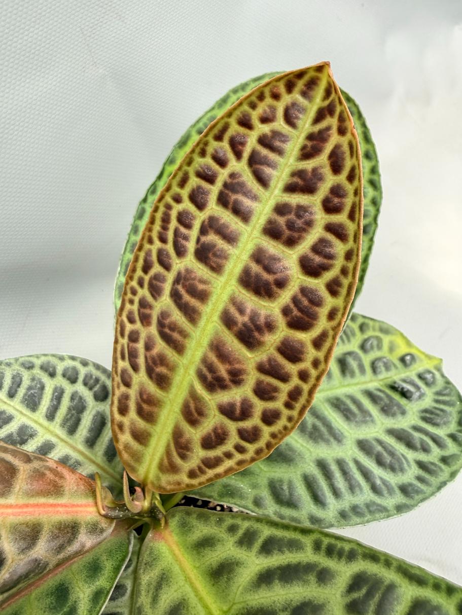 Ardisia sp. Turtle back XL