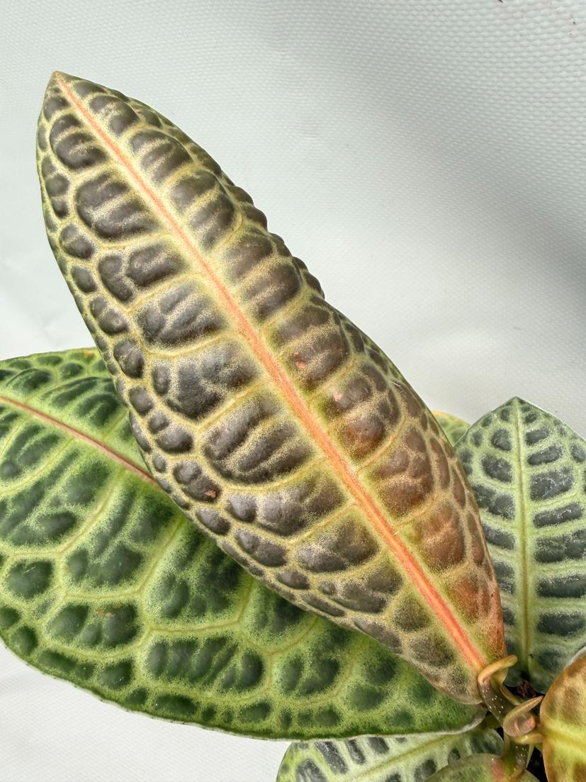 Ardisia sp. Turtle back XL