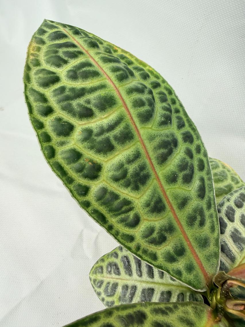 Ardisia sp. Turtle back XL