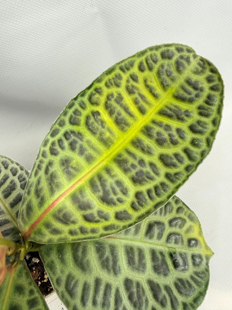 Ardisia sp. Turtle back XL