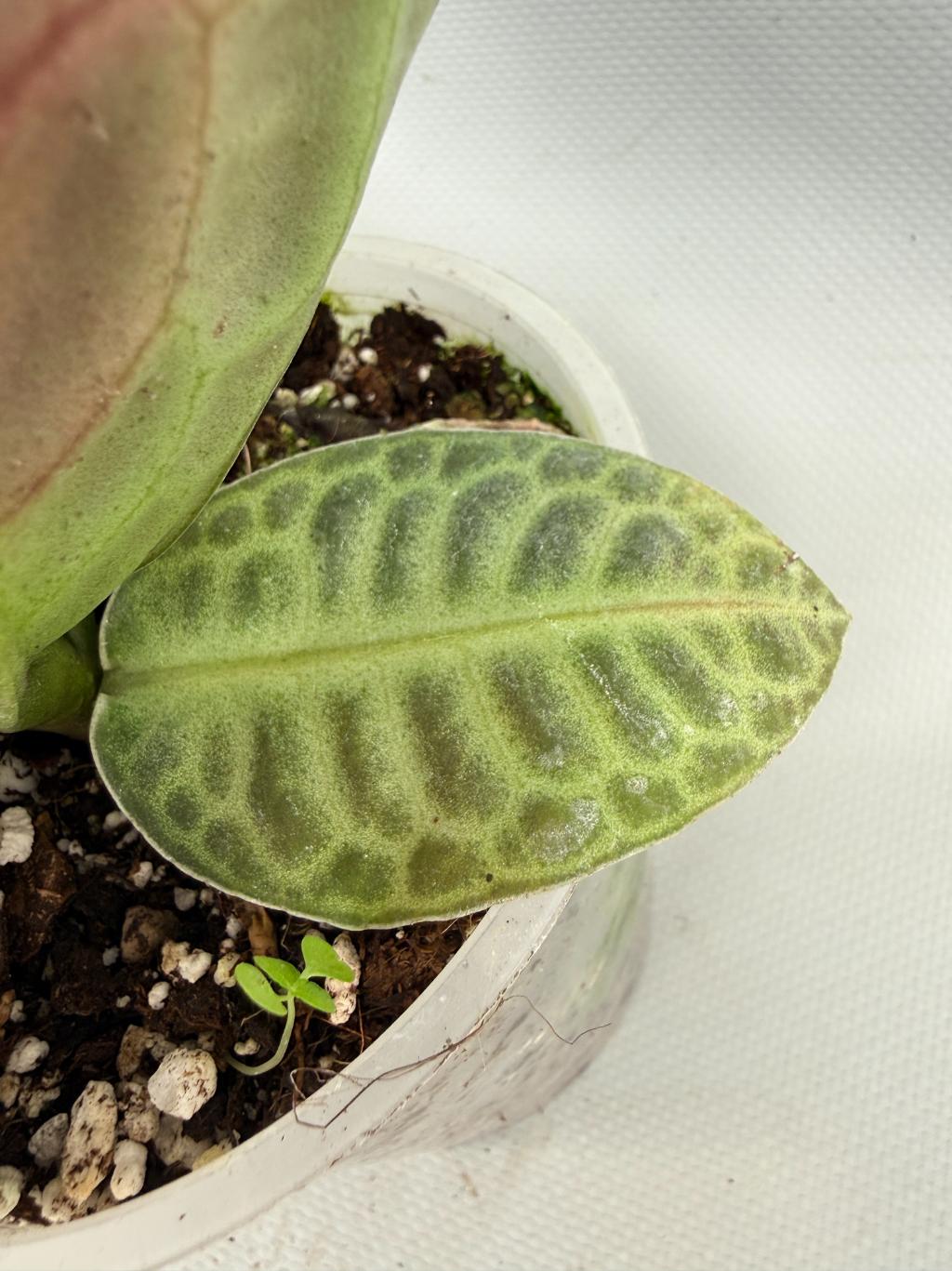 Ardisia sp. Turtle back XL