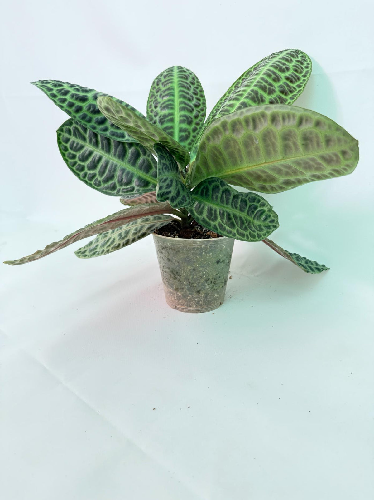 Ardisia sp. Turtle back XL 8