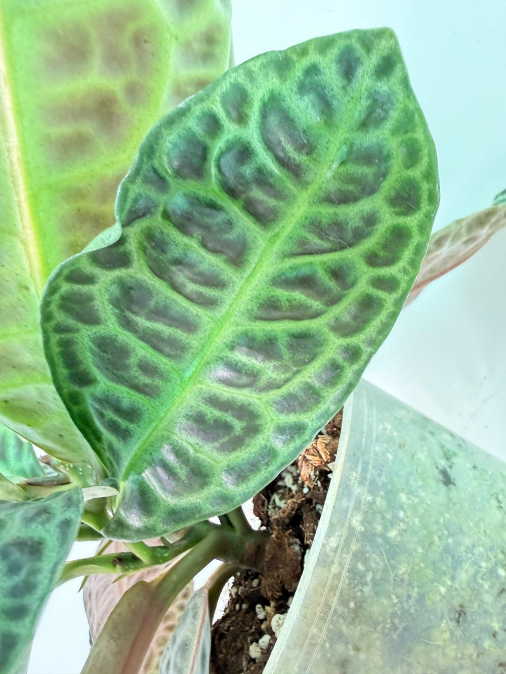 Ardisia sp. Turtle back XL 09