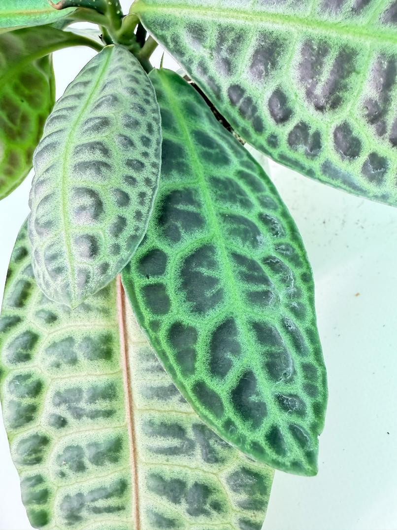 Ardisia sp. Turtle back XL 10
