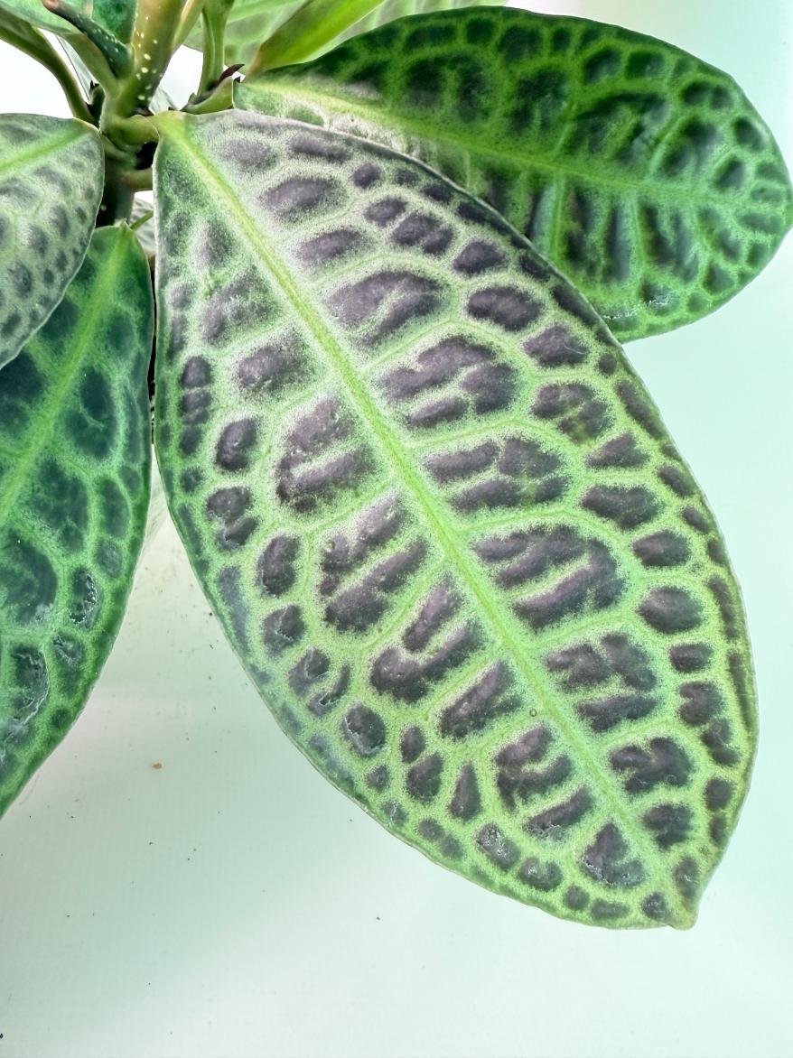 Ardisia sp. Turtle back XL 11