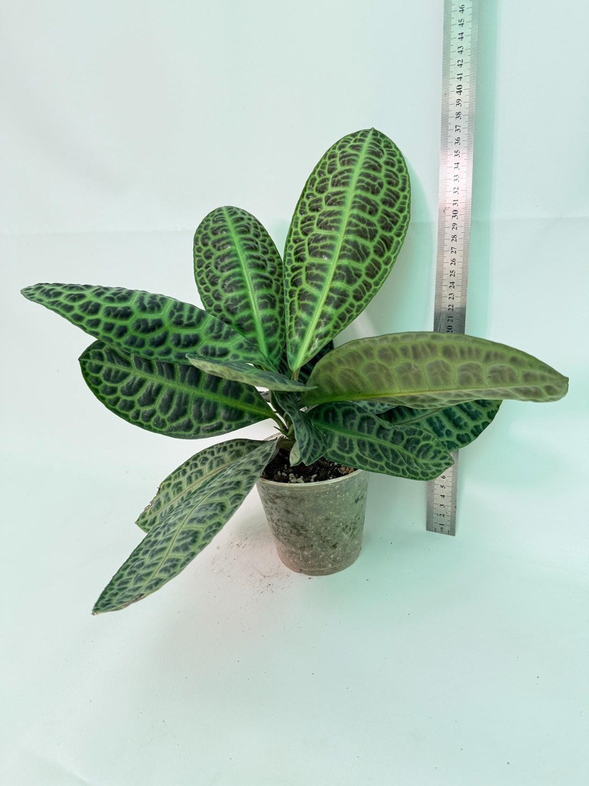 Ardisia sp. Turtle back XL 12