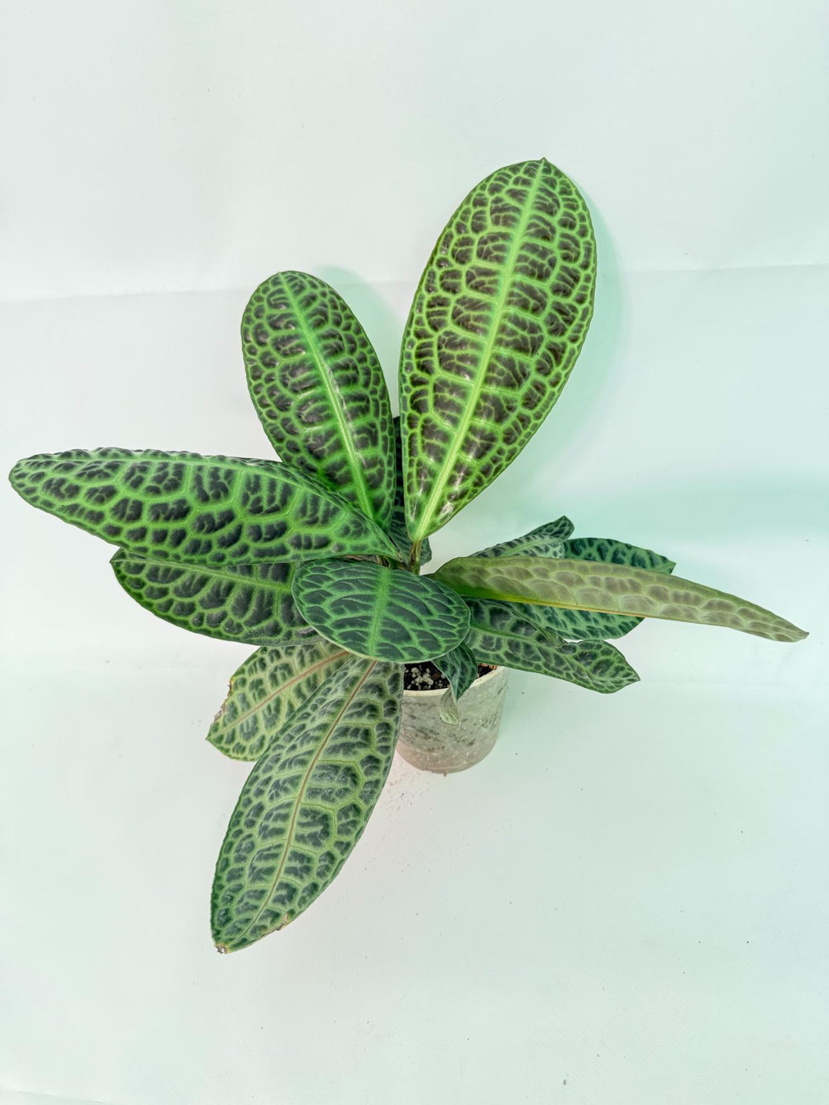 Ardisia sp. Turtle back XL 01