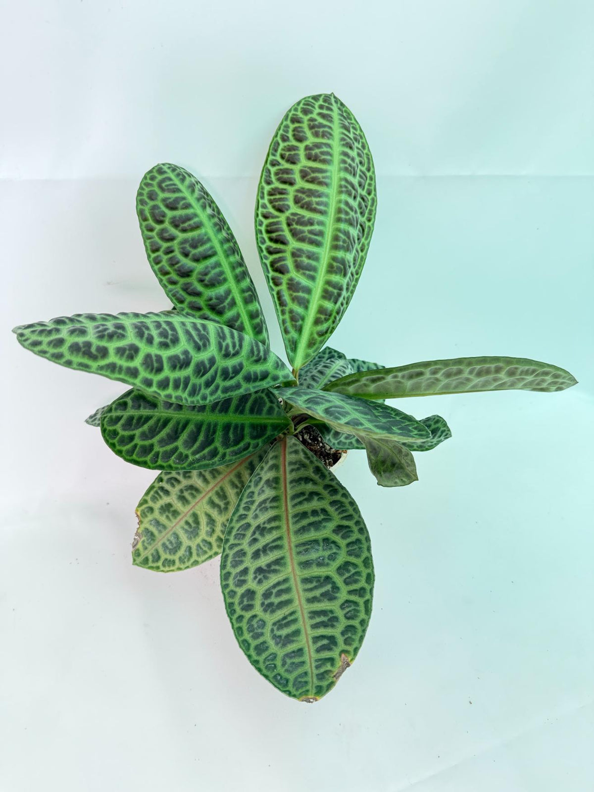 Ardisia sp. Turtle back XL 02