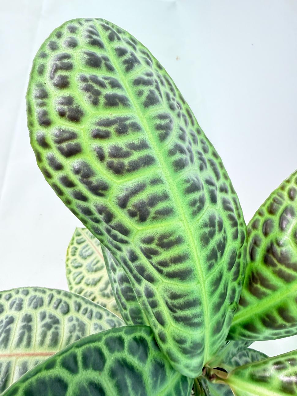 Ardisia sp. Turtle back XL 5
