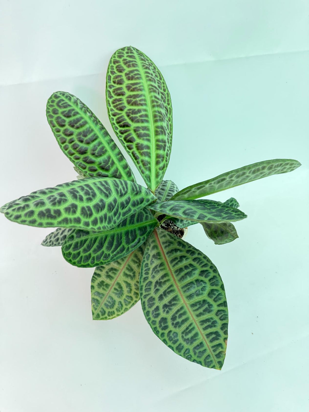 Ardisia sp. Turtle back XL 06