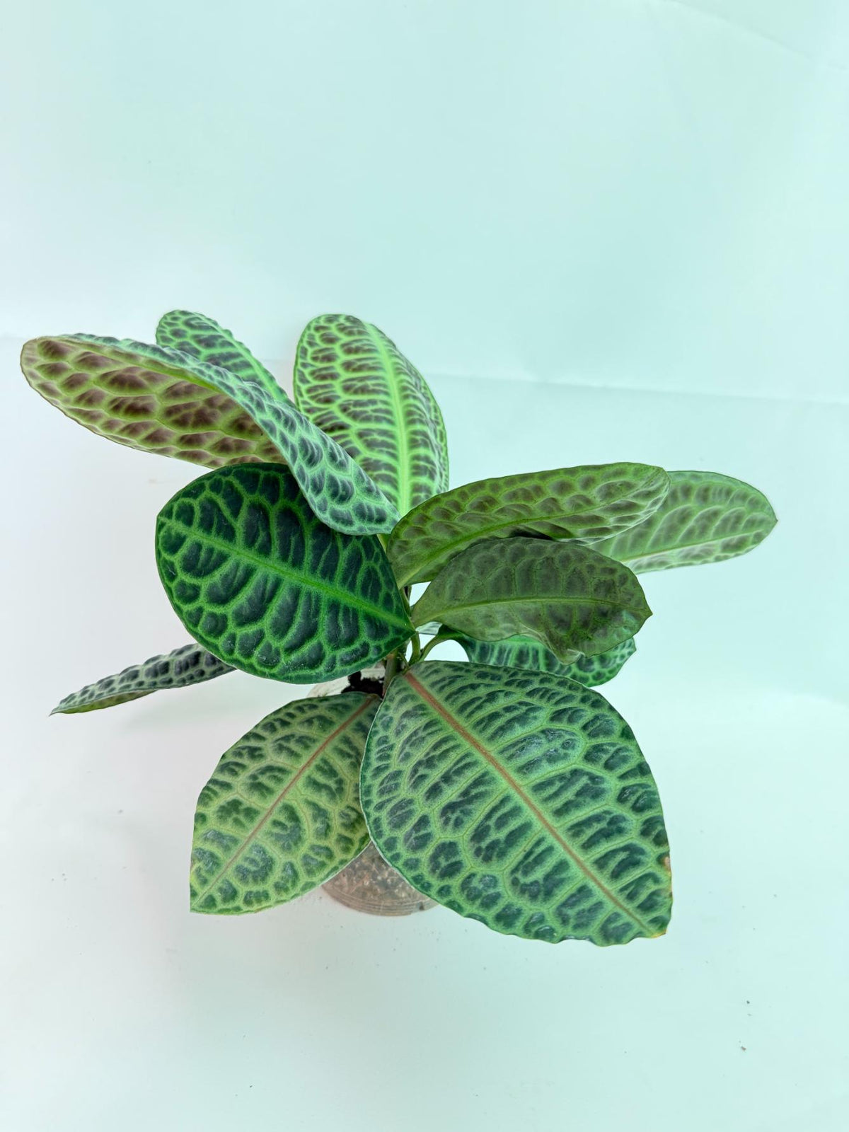 Ardisia sp. Turtle back XL 7