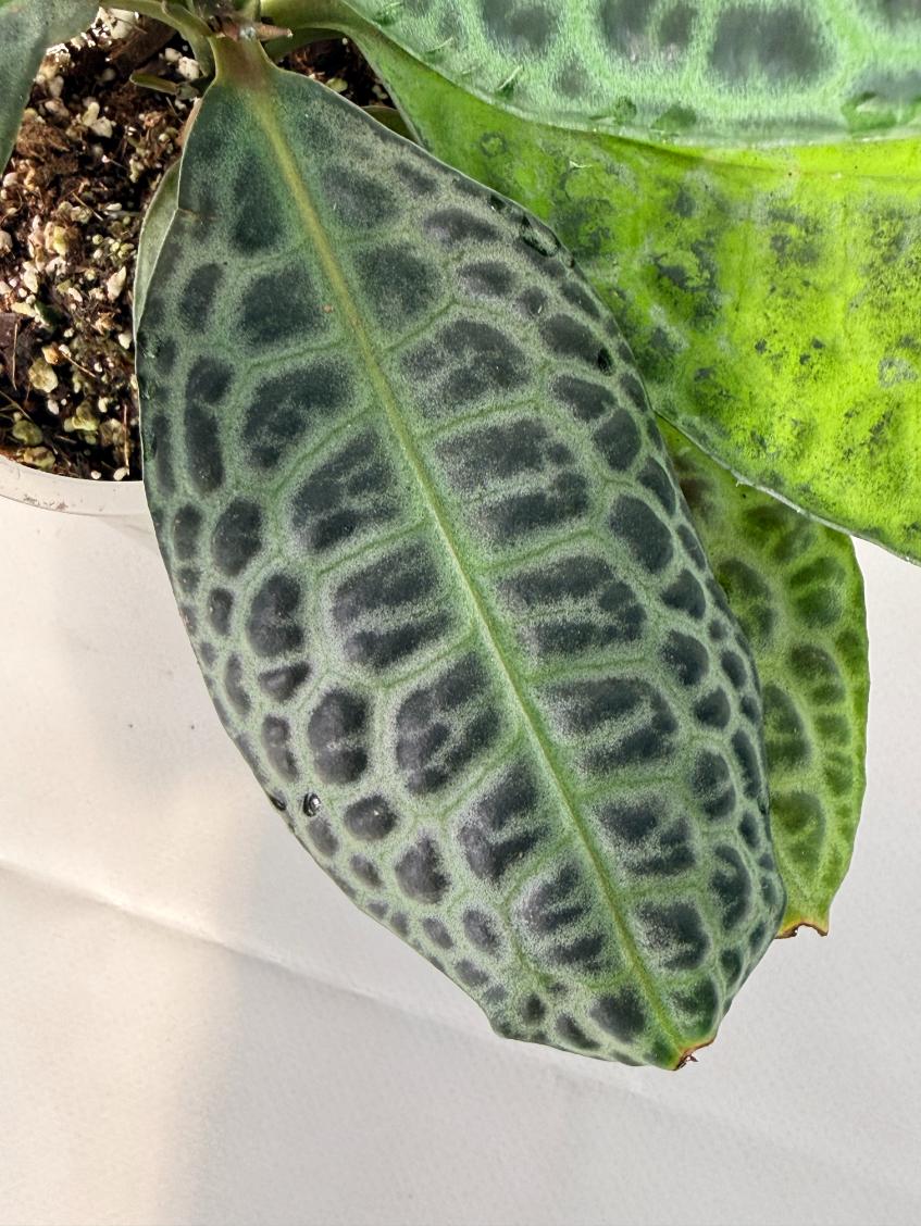 Ardisia sp. Turtle back XL 09