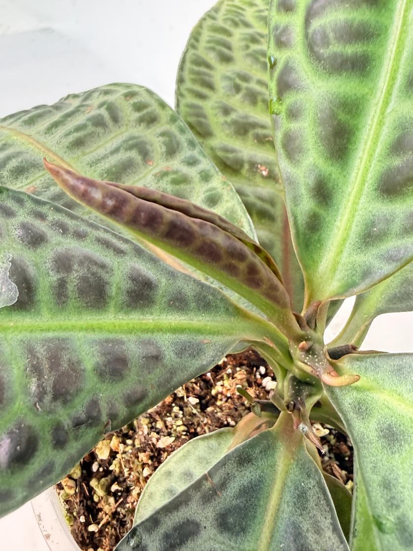 Ardisia sp. Turtle back XL 10