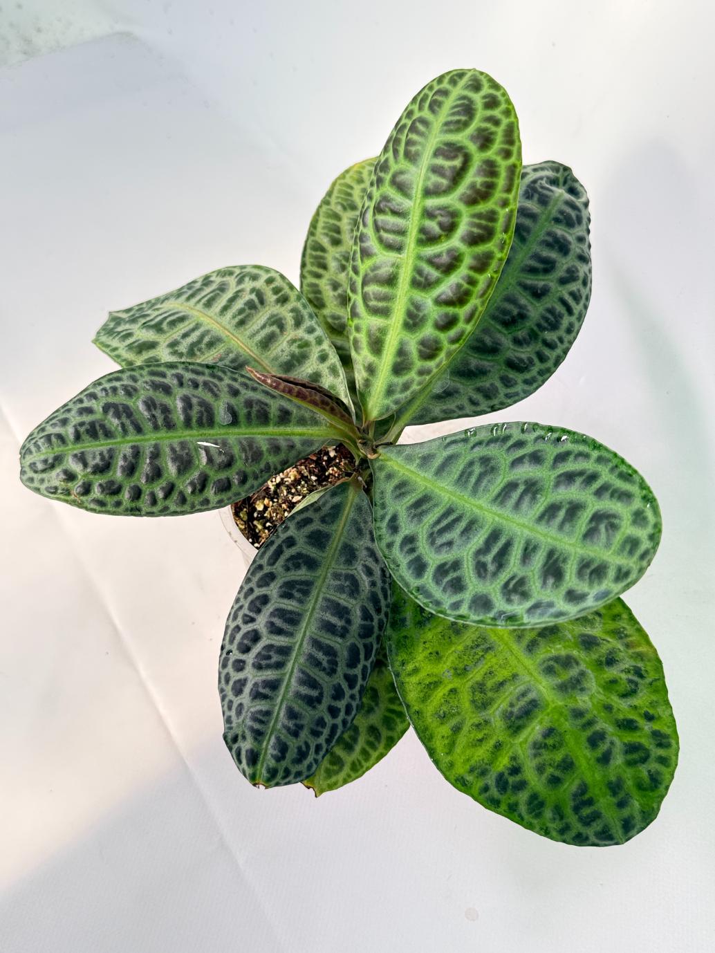 Ardisia sp. Turtle back XL 01