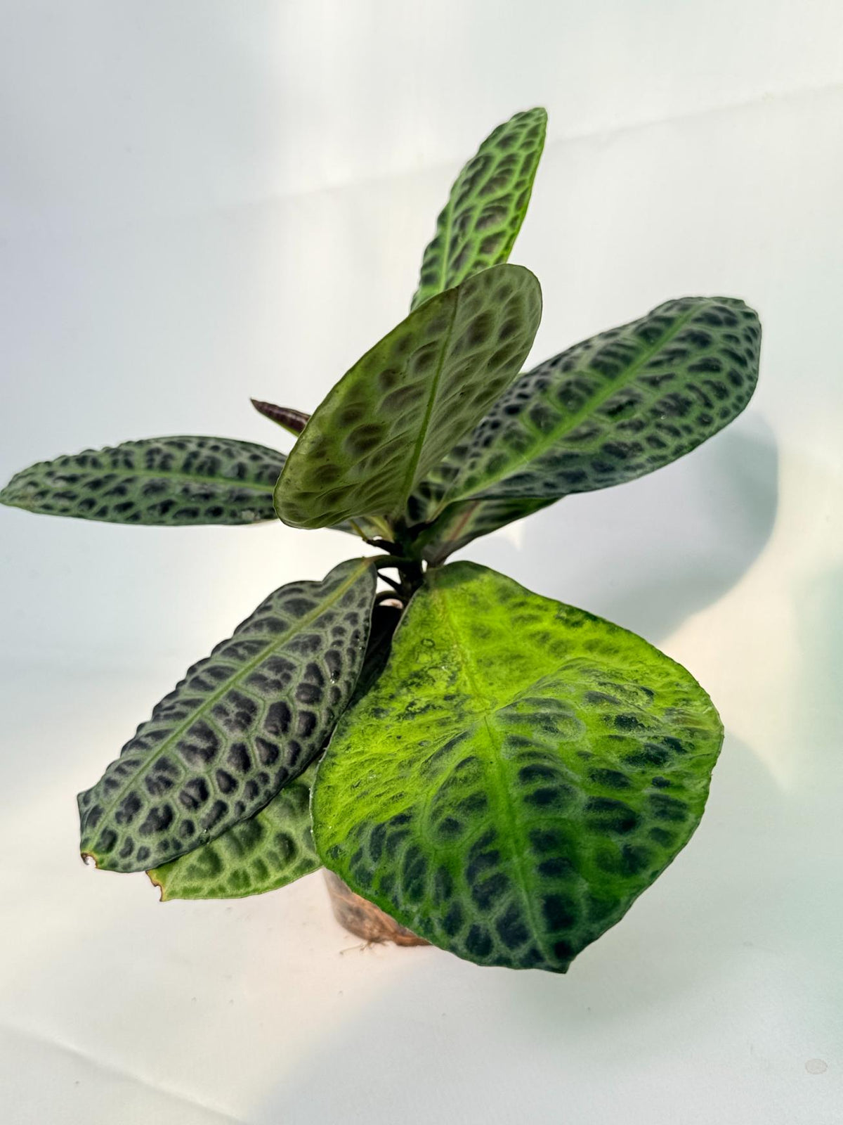 Ardisia sp. Turtle back XL 11