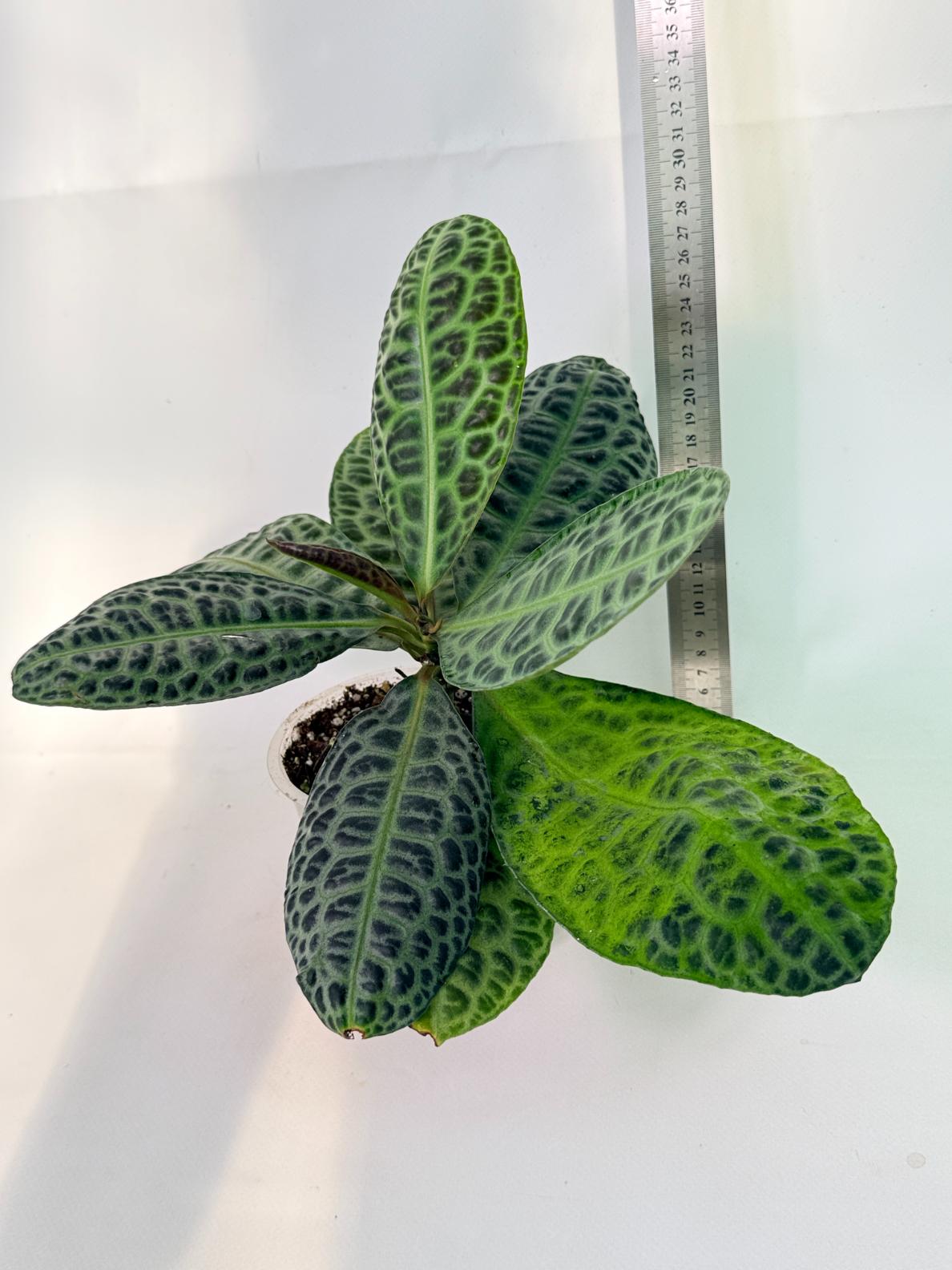 Ardisia sp. Turtle back XL 02