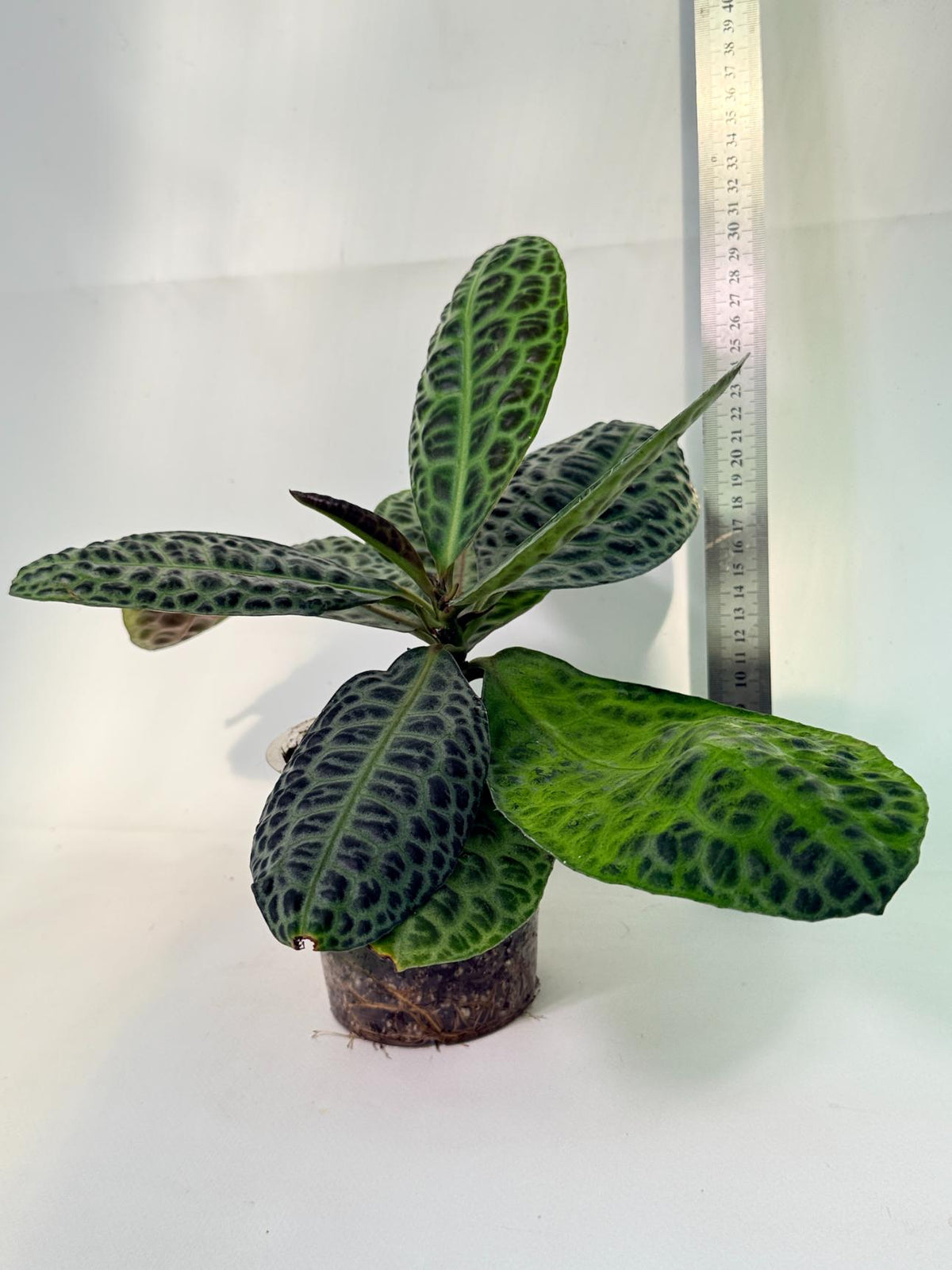 Ardisia sp. Turtle back XL 12
