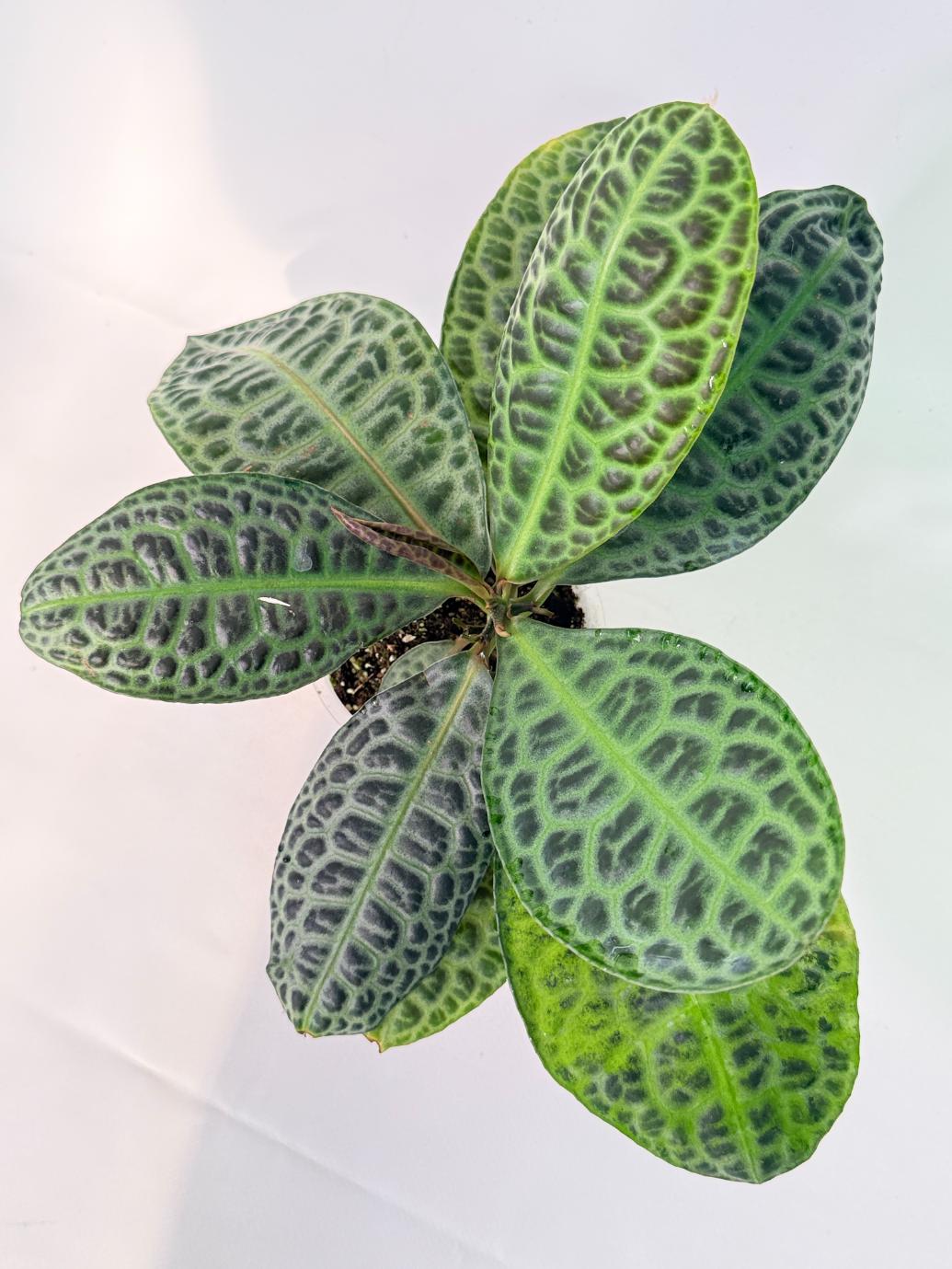 Ardisia sp. Turtle back XL 07