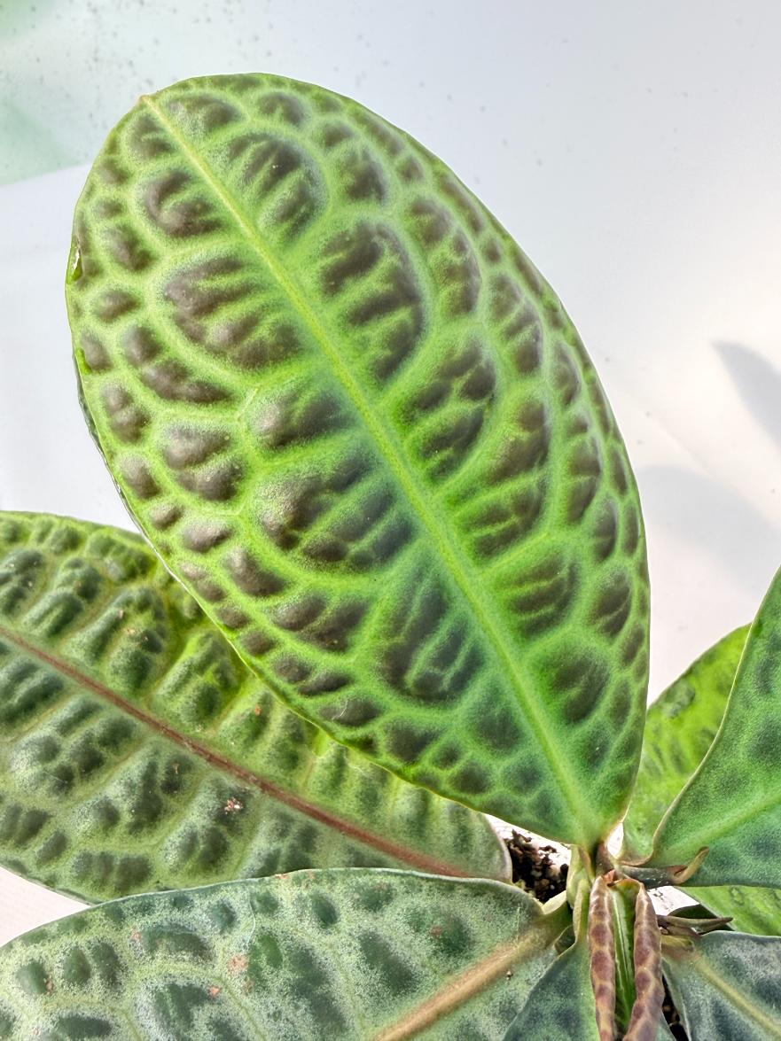 Ardisia sp. Turtle back XL 05