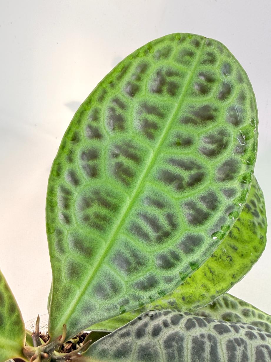 Ardisia sp. Turtle back XL 06
