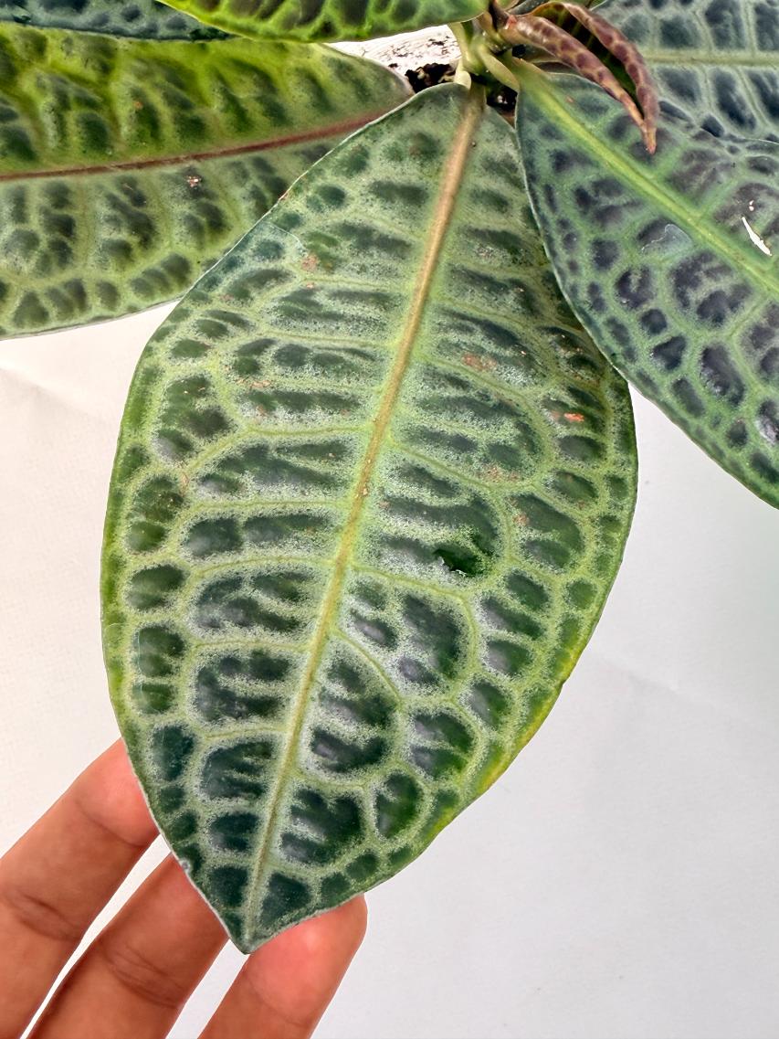 Ardisia sp. Turtle back XL 08