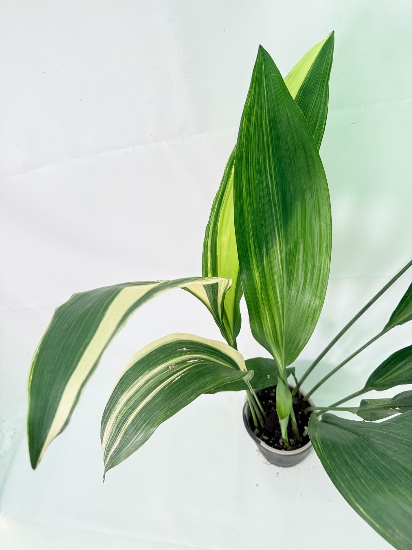 Aspidistra Elatior Variegata 09