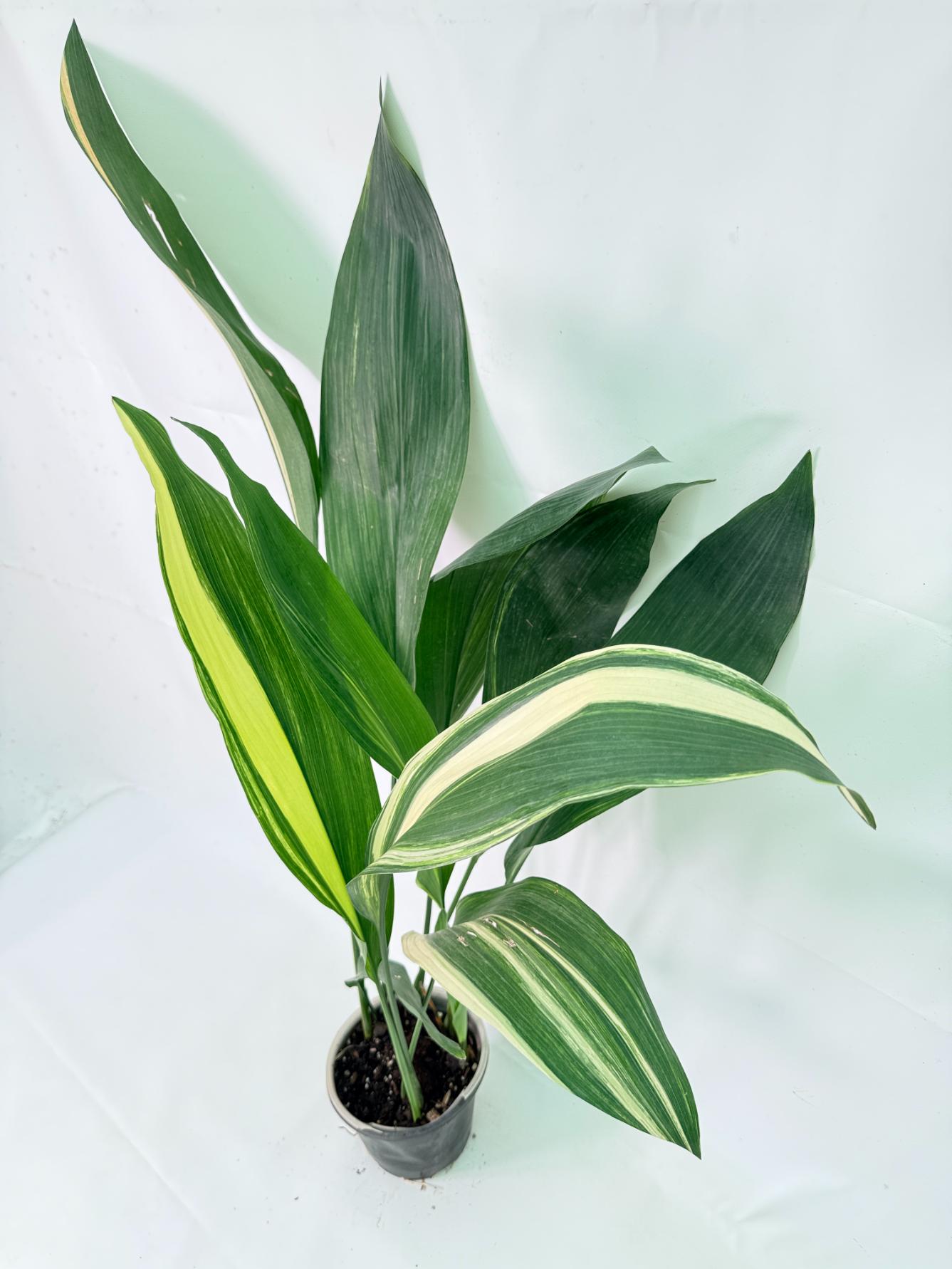 Aspidistra Elatior Variegata 10