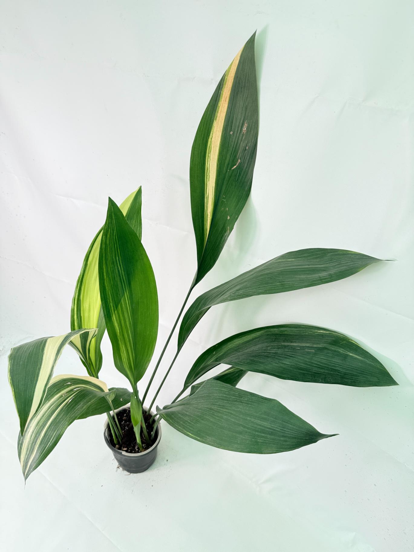 Aspidistra Elatior Variegata 11