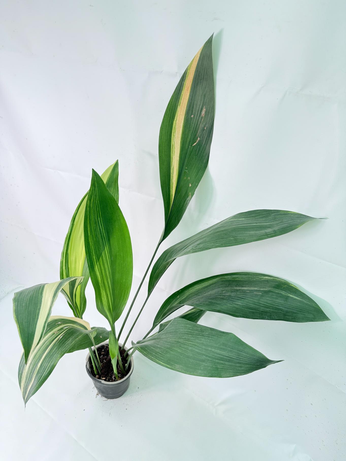 Aspidistra Elatior Variegata 12