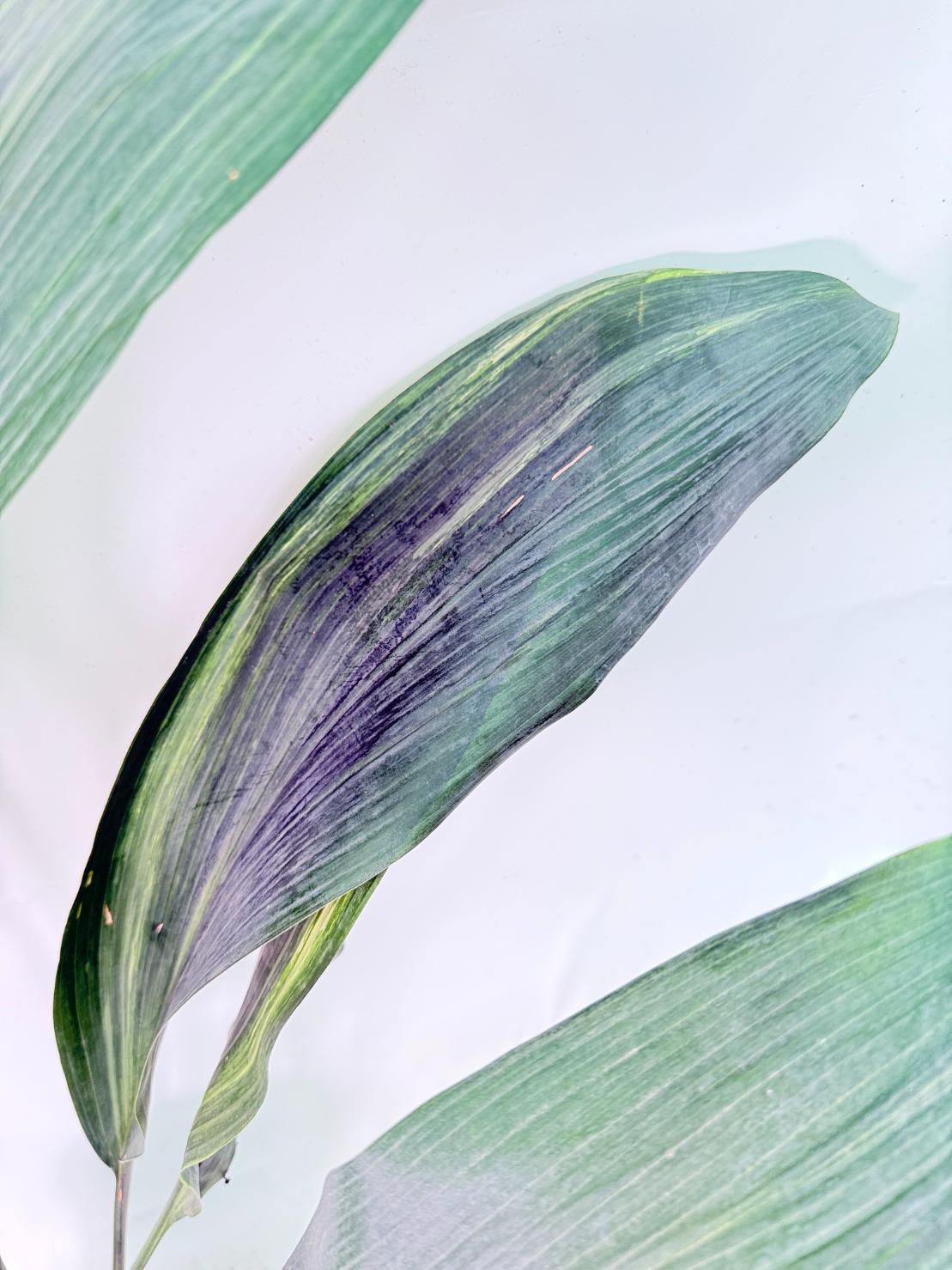 Aspidistra Elatior Variegata 13